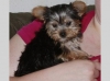 -angelic-male-and-female-yorkie-puppies-for-adoption-